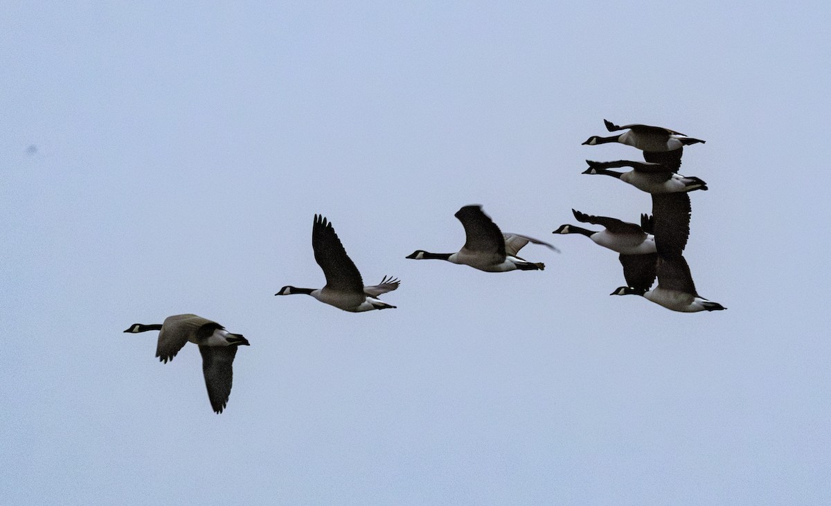 Branta kanadar handia - ML644798689