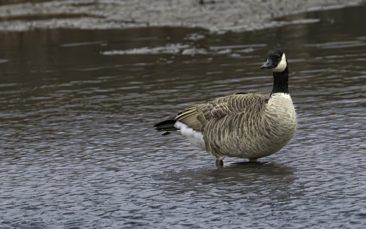 Branta kanadar handia - ML644798690