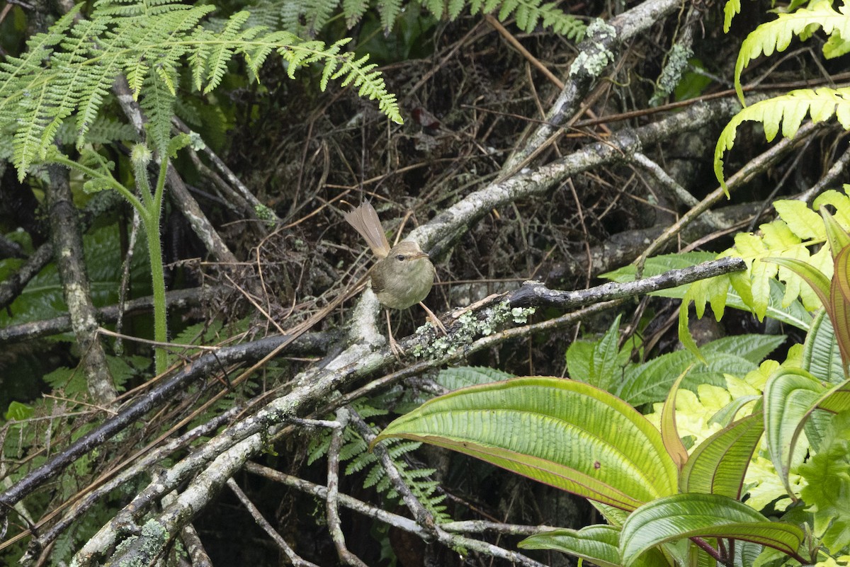 Cetia Montana - ML644798699