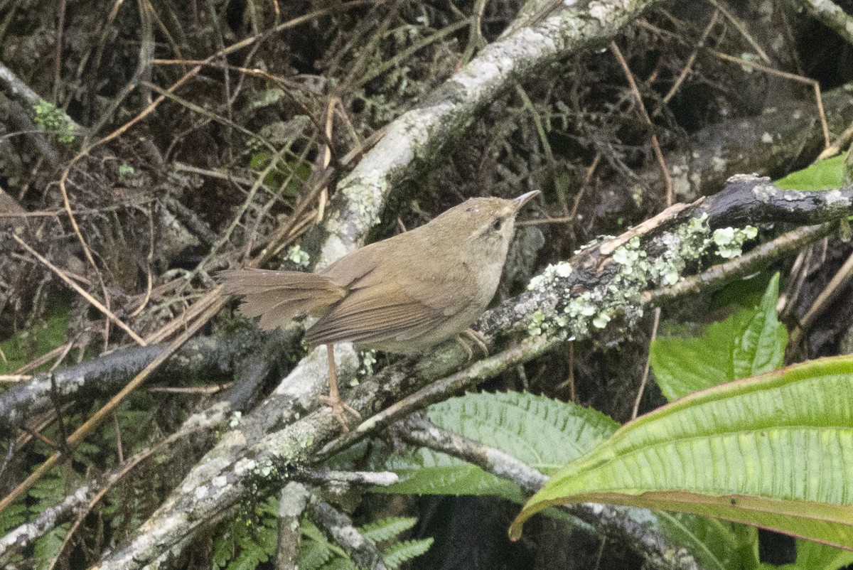 Cetia Montana - ML644798700