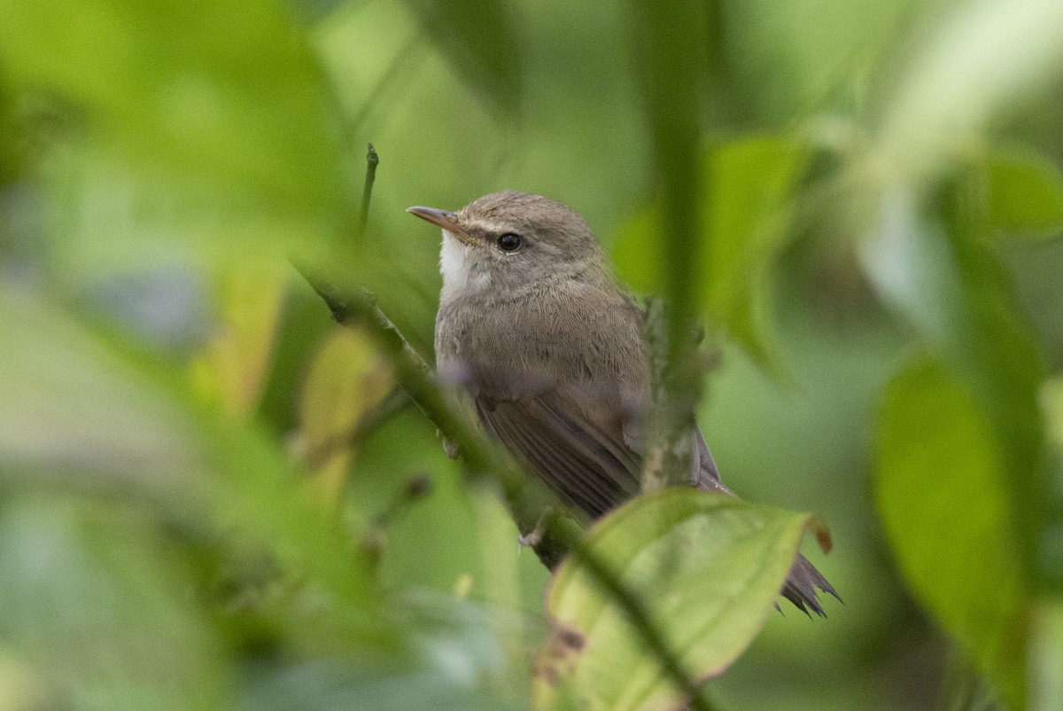 Cetia Montana - ML644798701