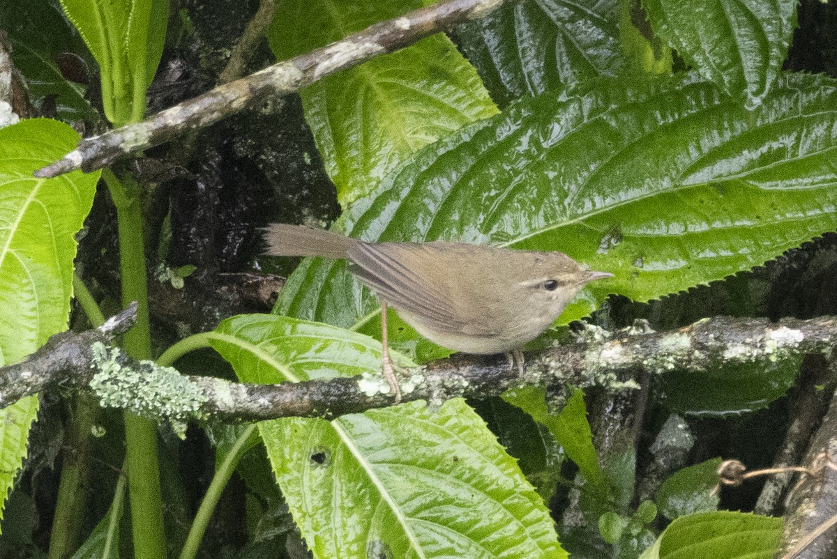 Cetia Montana - ML644798702