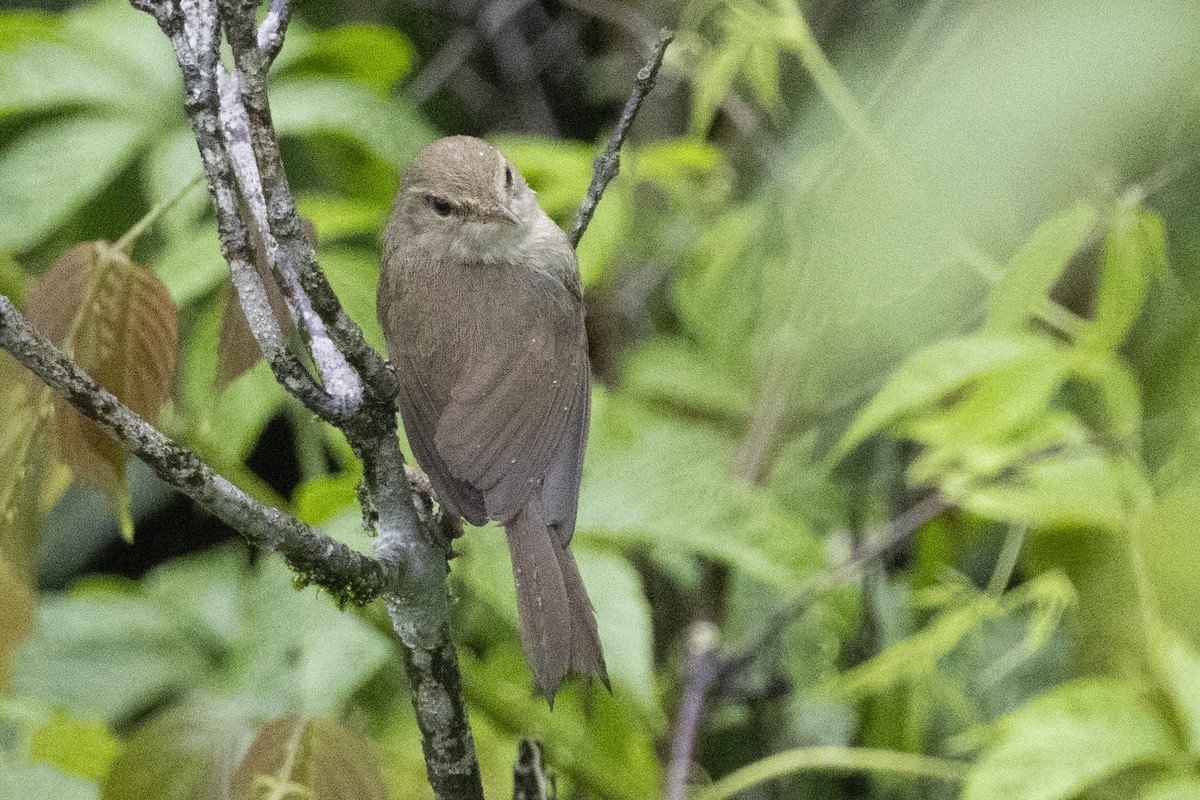 Cetia Montana - ML644798703