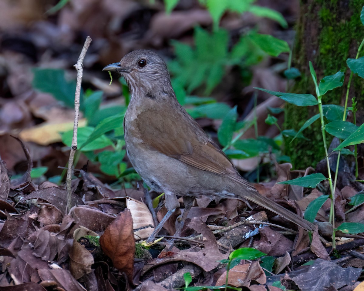 Pale-breasted Thrush - ML644798709