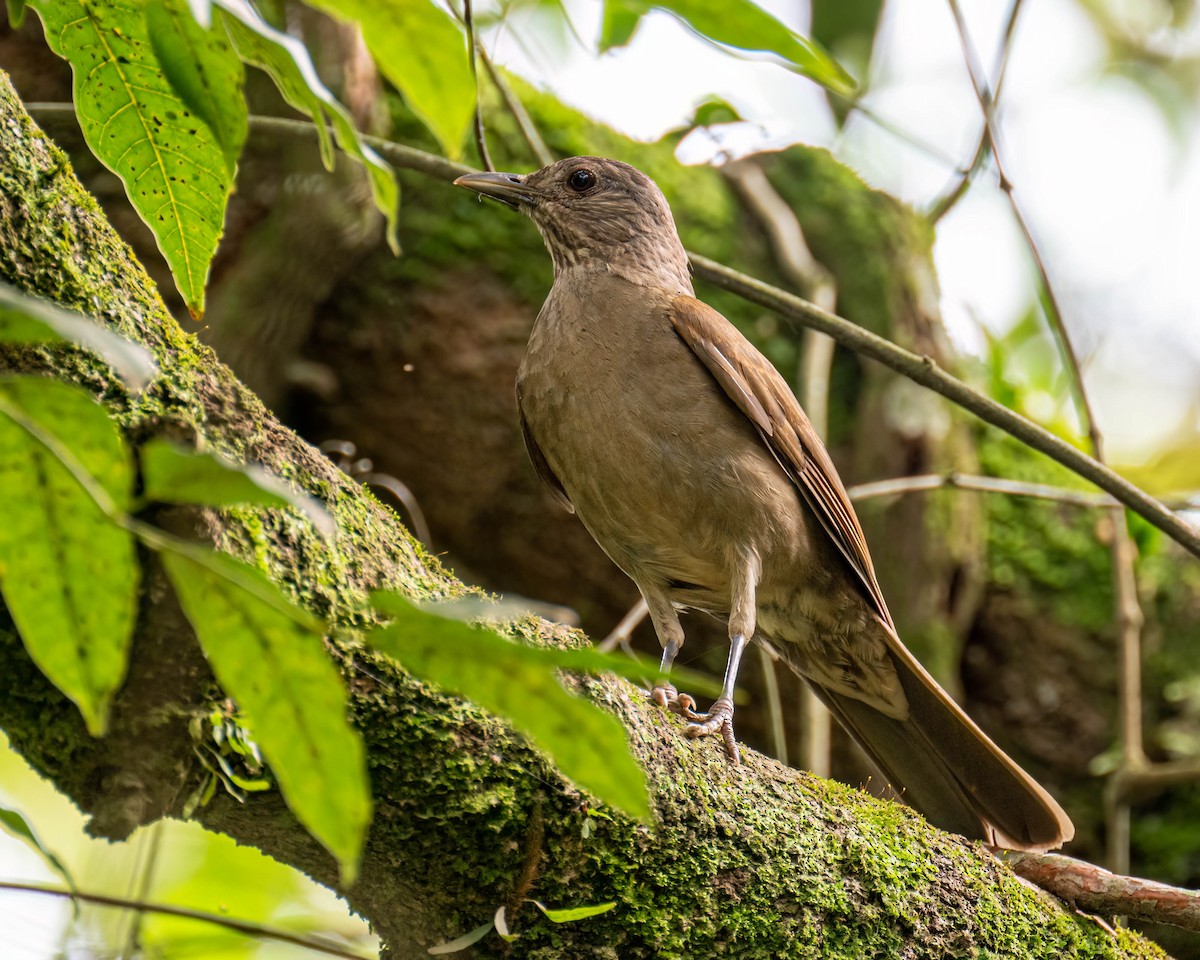 Pale-breasted Thrush - ML644798720