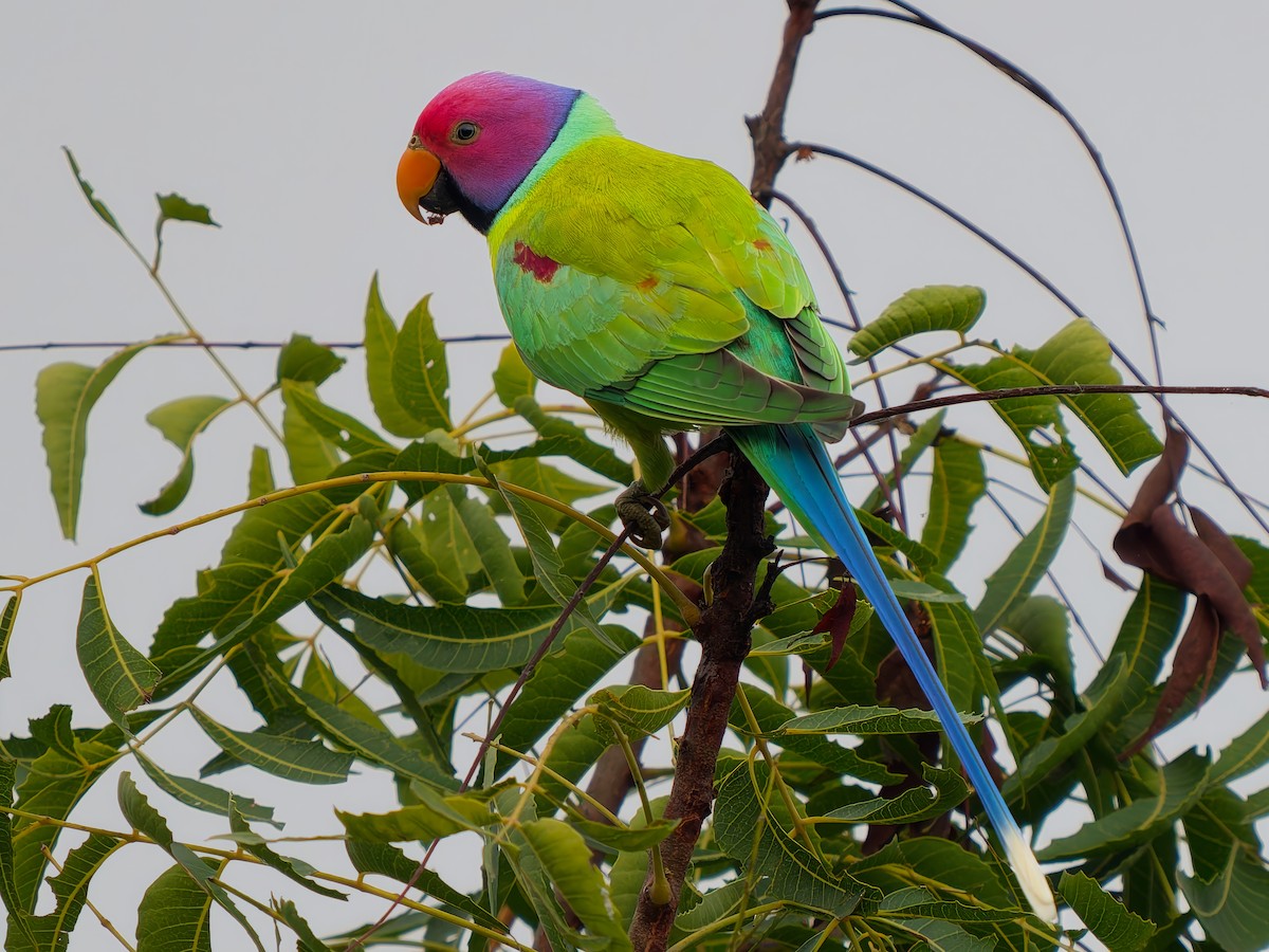 plommehodeparakitt - ML644798729