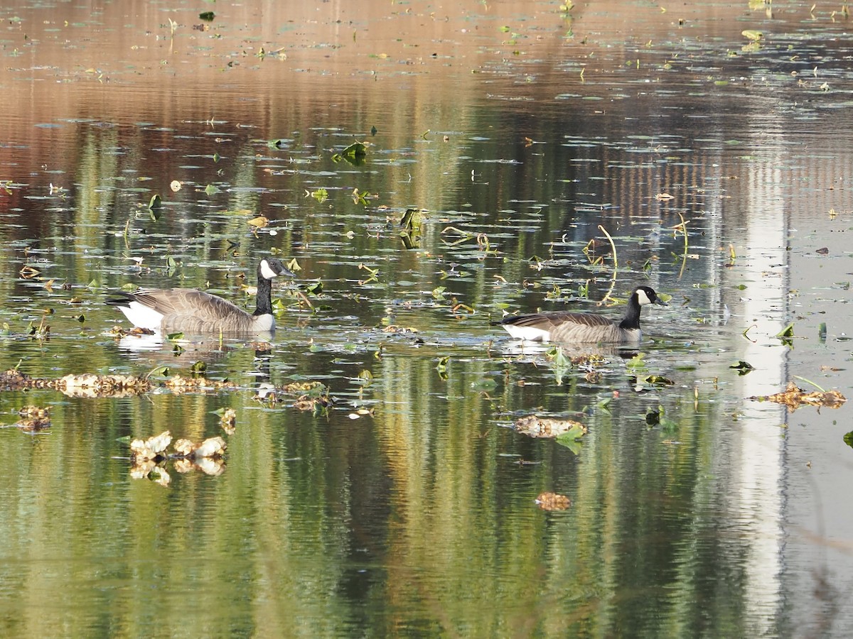 Branta kanadar handia - ML644798741