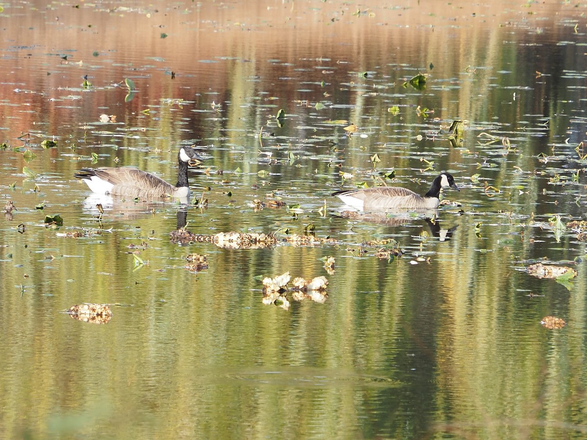 Branta kanadar handia - ML644798742