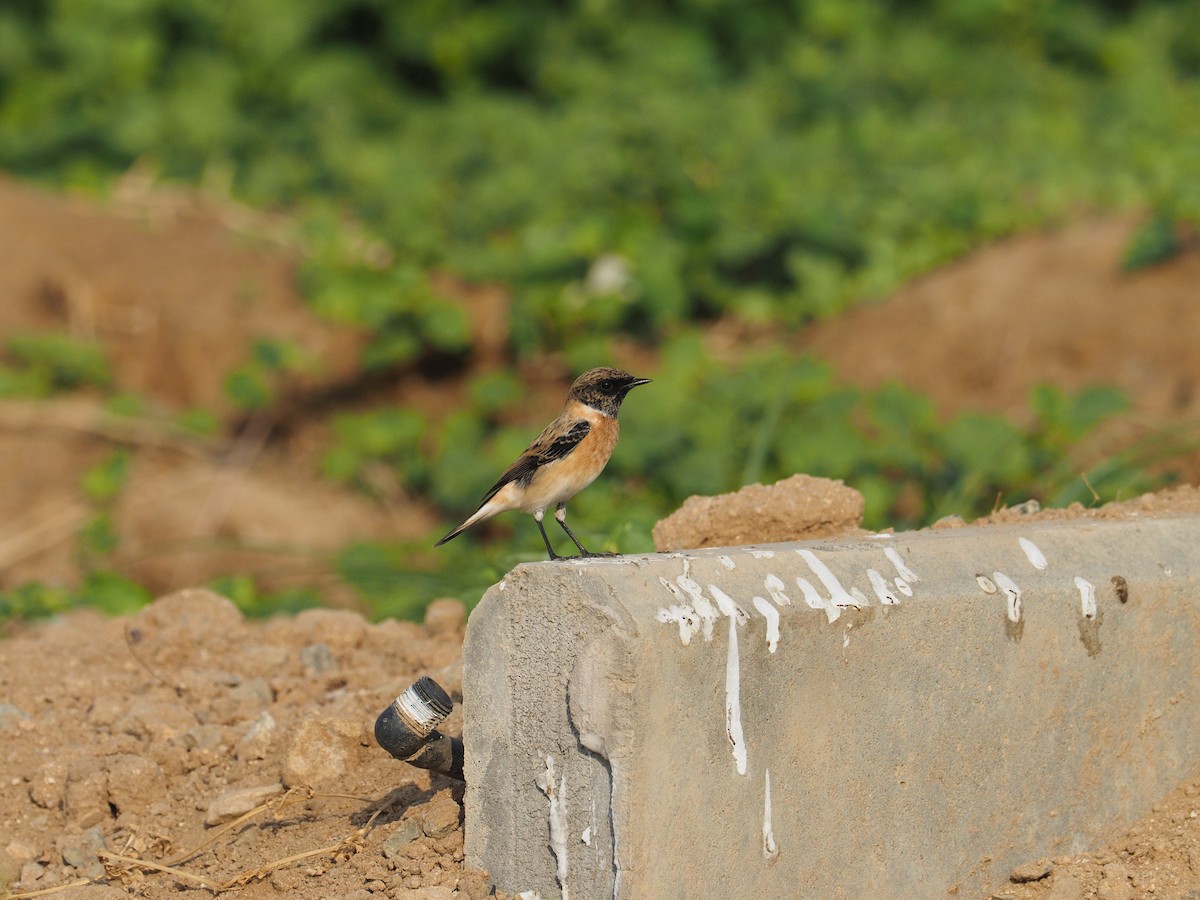 bramborníček sibiřský - ML644798750