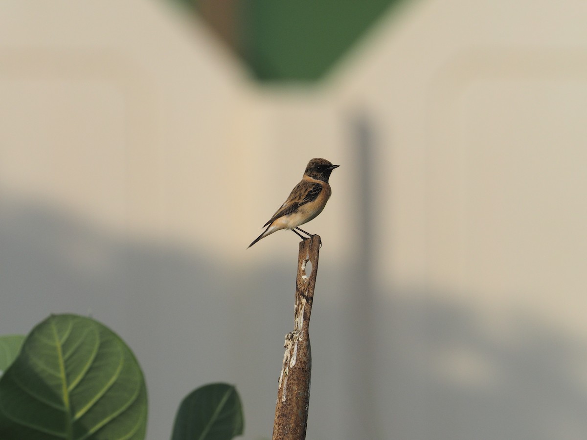 bramborníček sibiřský - ML644798751