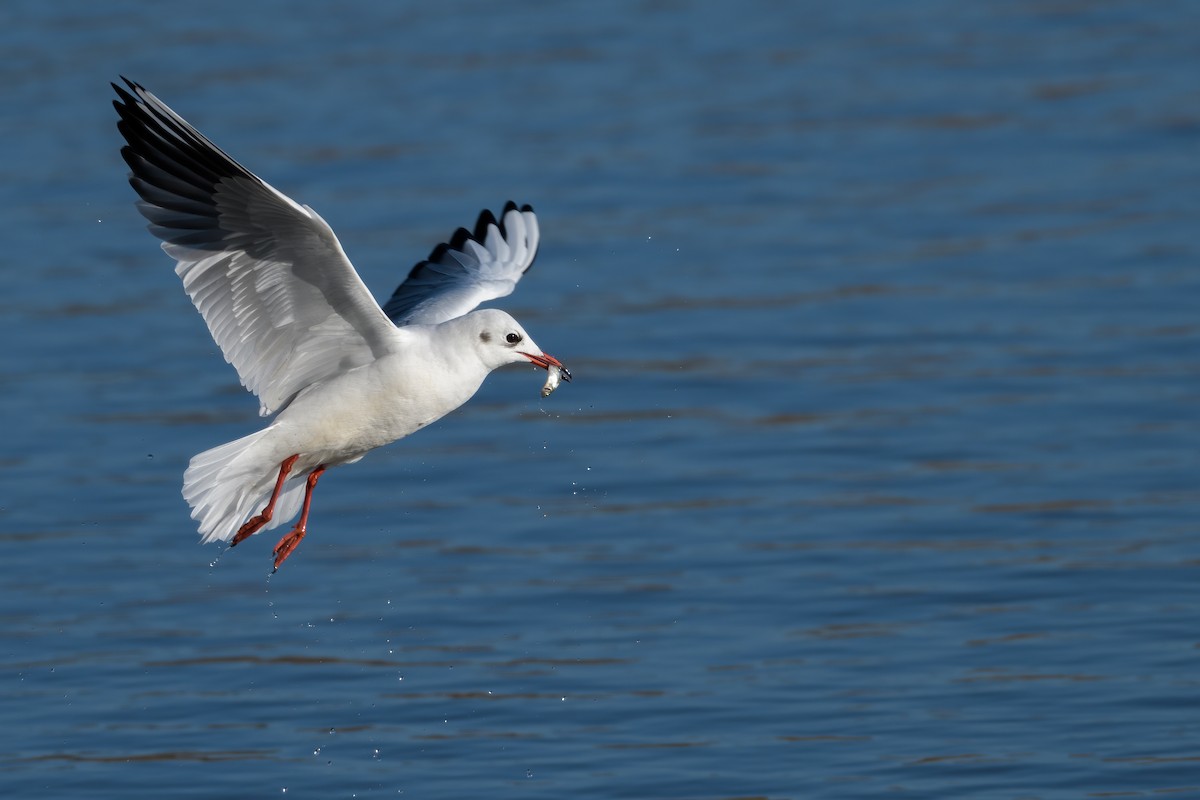 Black-headed Gull - ML644798752