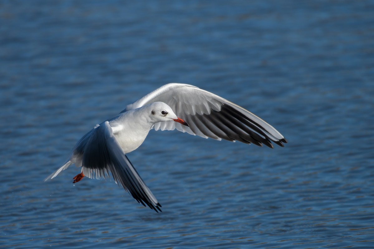 Black-headed Gull - ML644798753