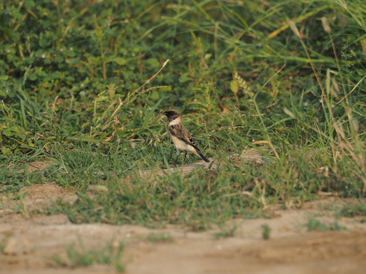 bramborníček sibiřský - ML644798756