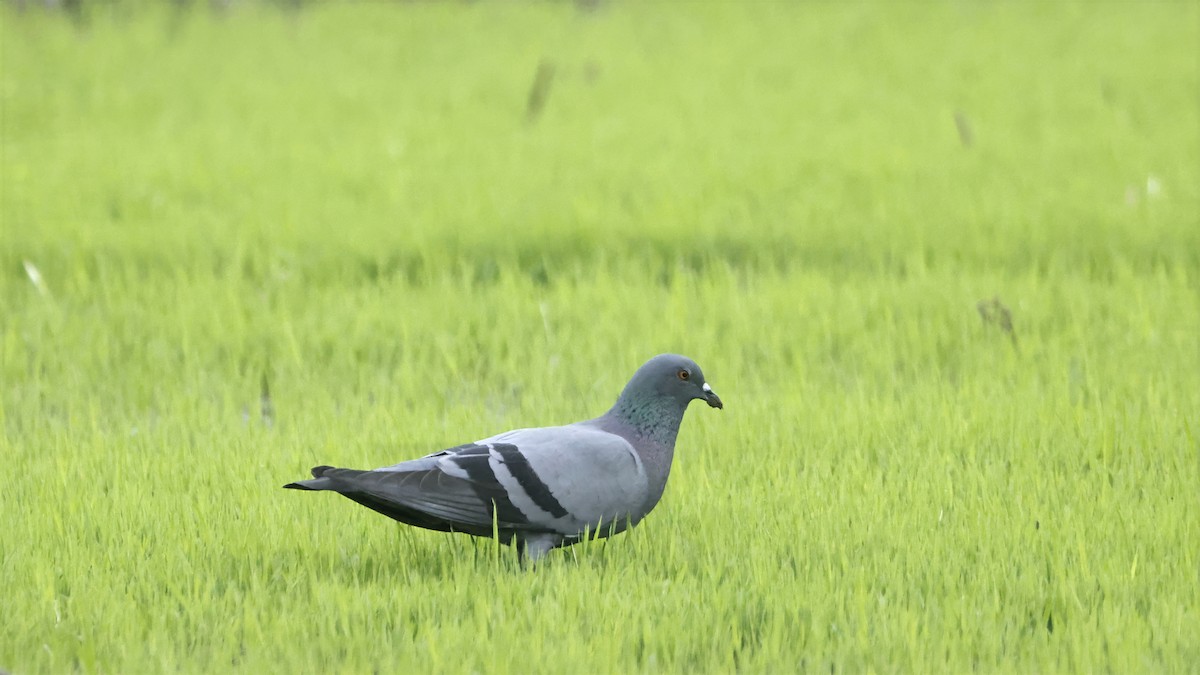 野鴿(野化) - ML644798767