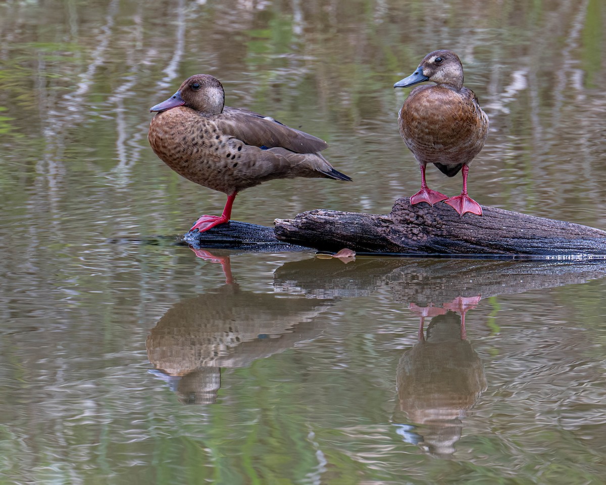 Brazilian Teal - ML644798784