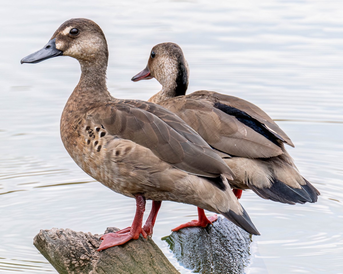 Brazilian Teal - ML644798785