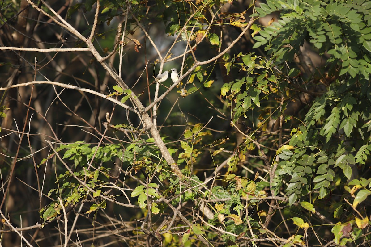 Small Minivet - ML644798805