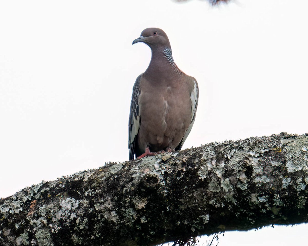 Picazuro Pigeon - ML644798808