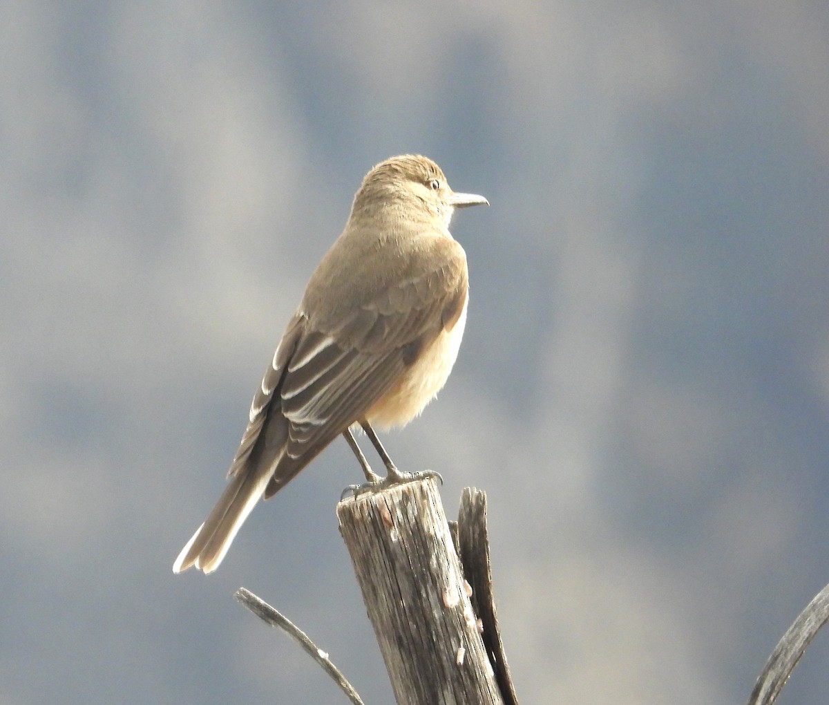 Горный гаучо - ML644798816