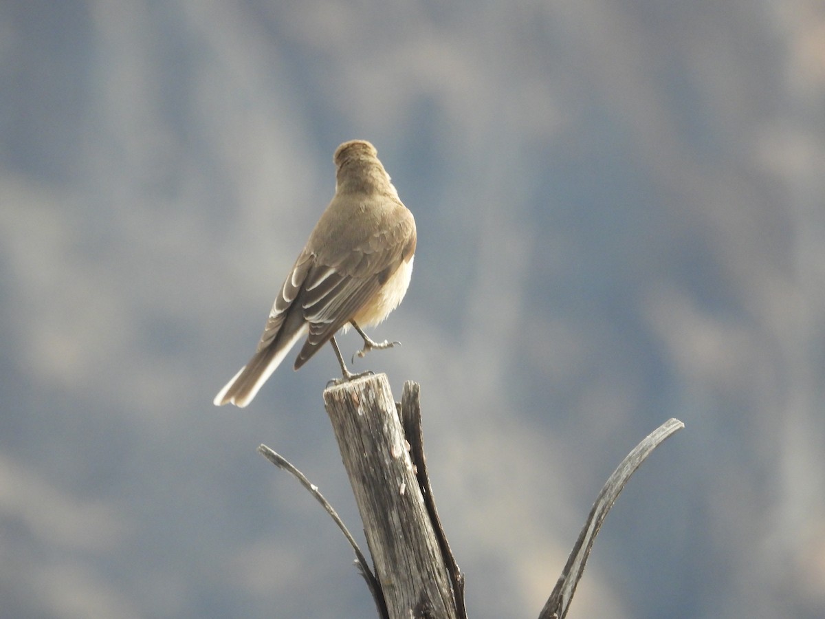 Горный гаучо - ML644798817