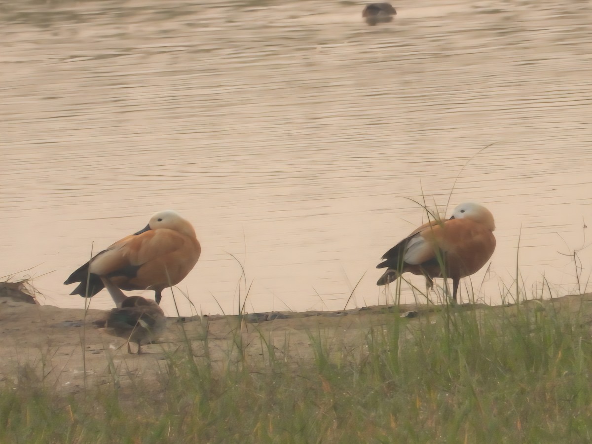 Ruddy Shelduck - ML644798819