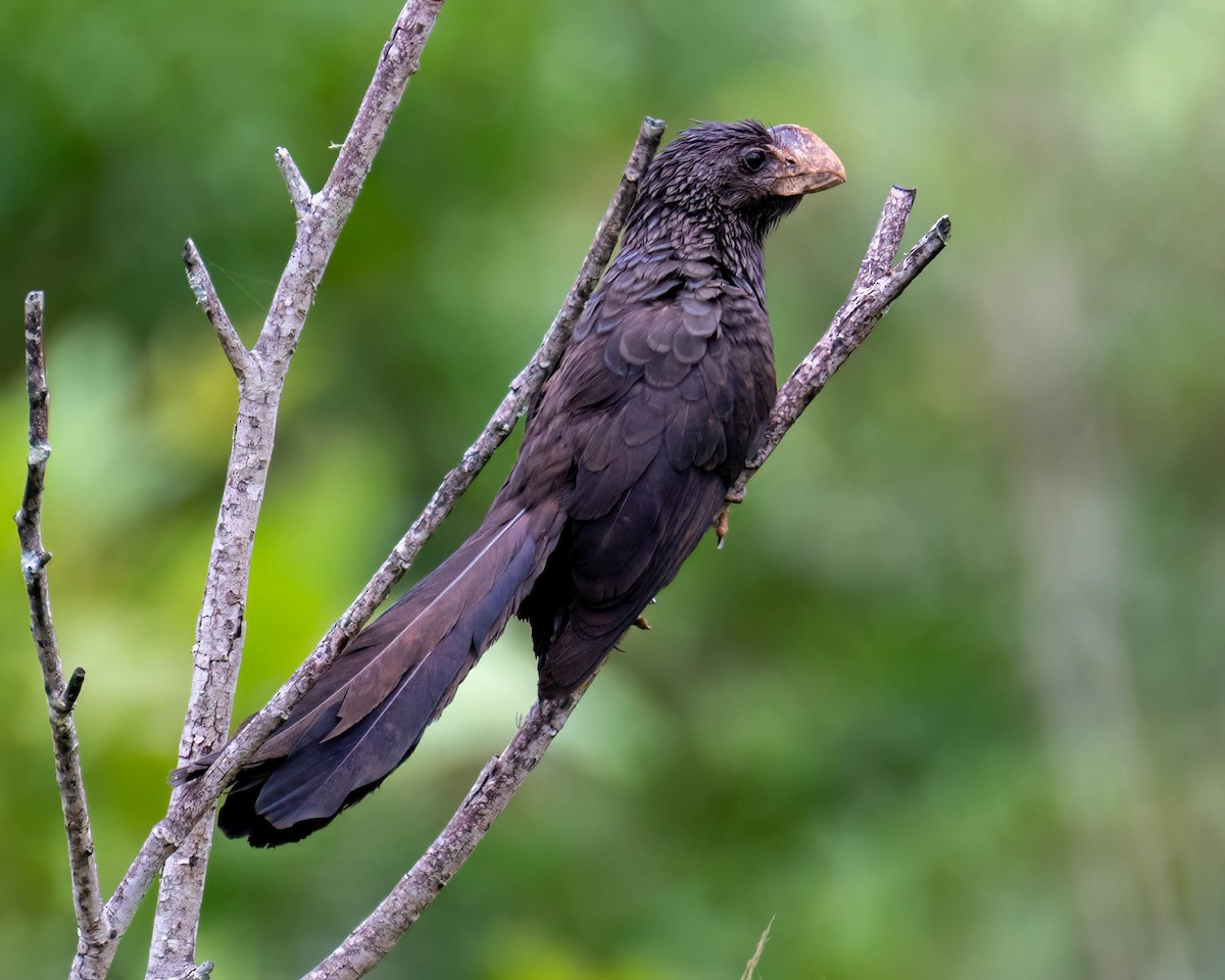 Smooth-billed Ani - ML644798828