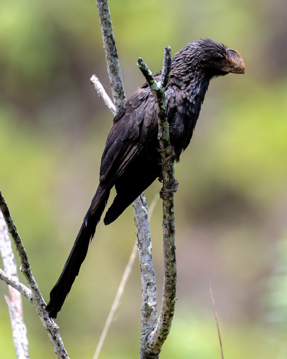 Smooth-billed Ani - ML644798829