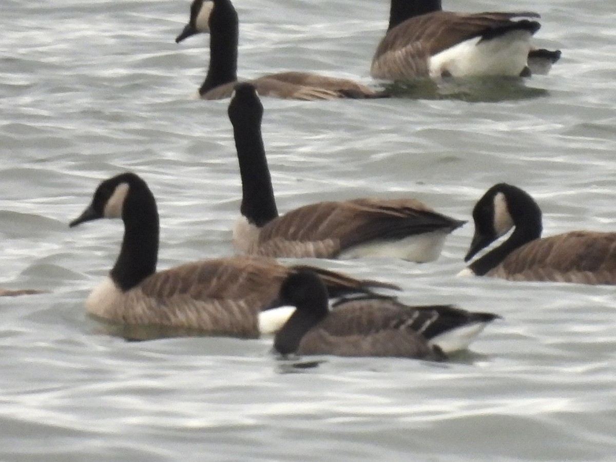 Brant - ML644798831