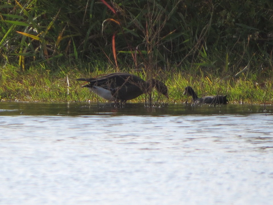 אווז קטן - ML644798833