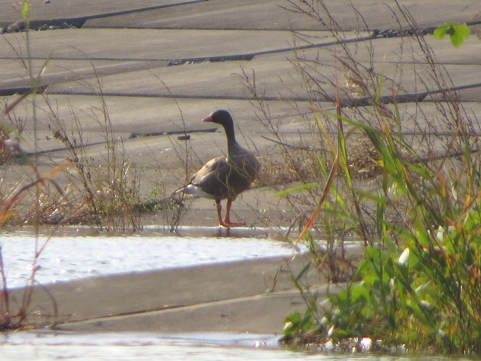 אווז קטן - ML644798834
