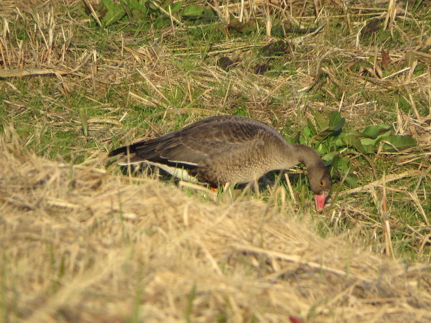 אווז קטן - ML644798839