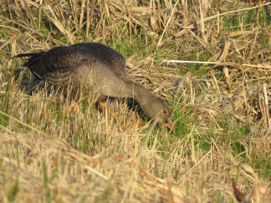 אווז קטן - ML644798841