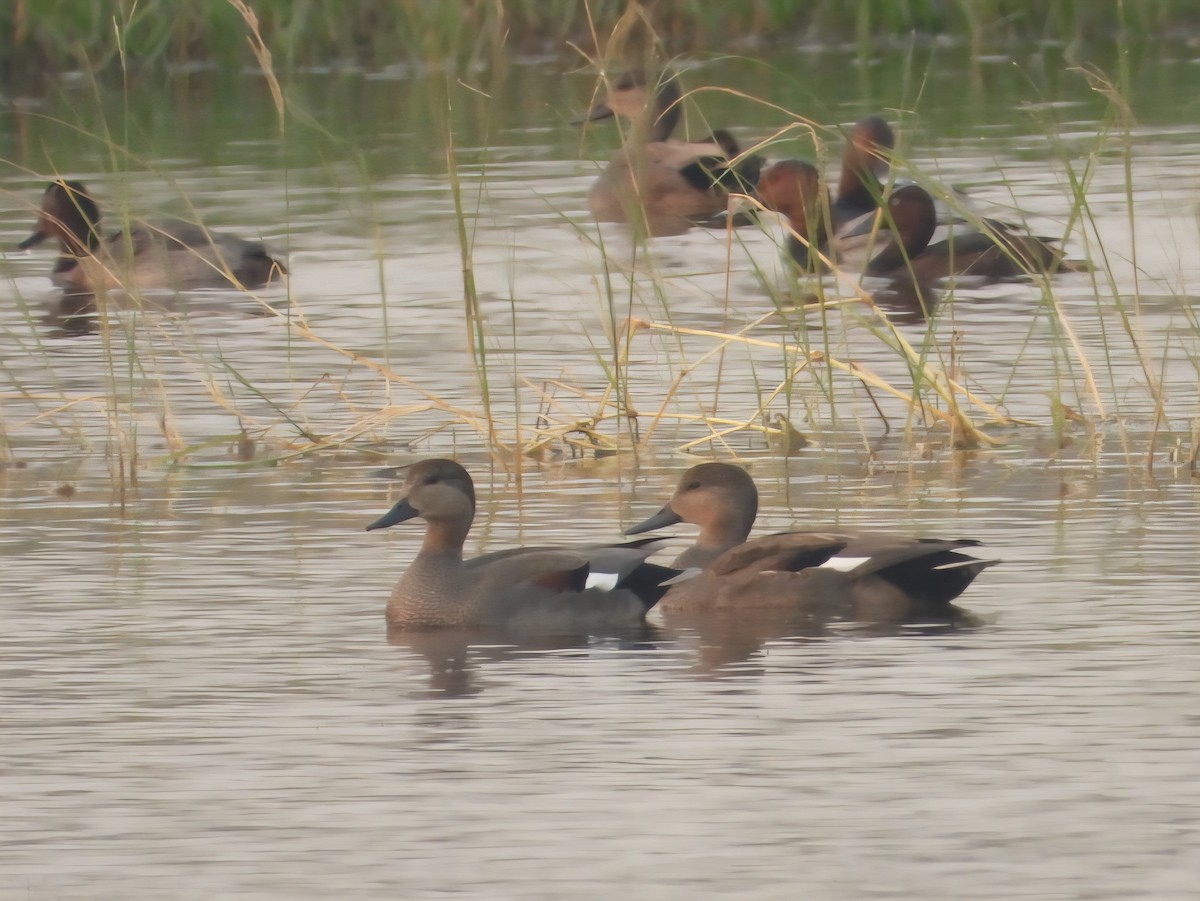 Gadwall - ML644798850