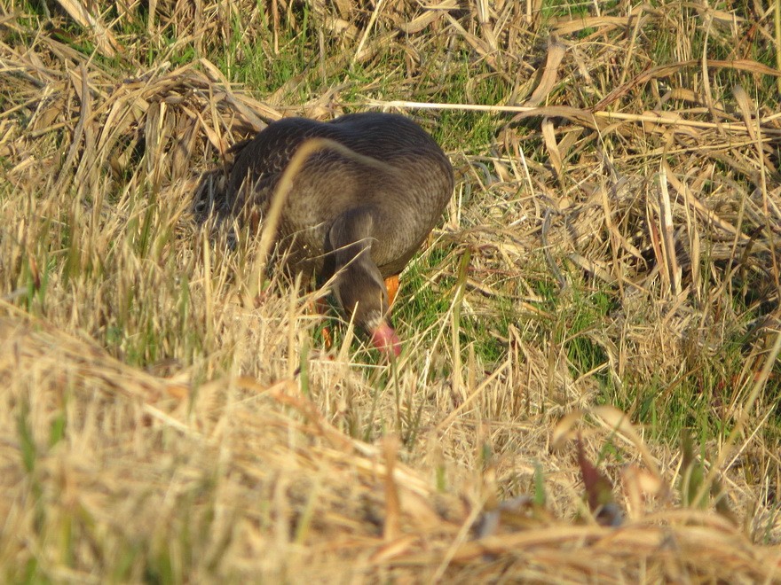אווז קטן - ML644798853