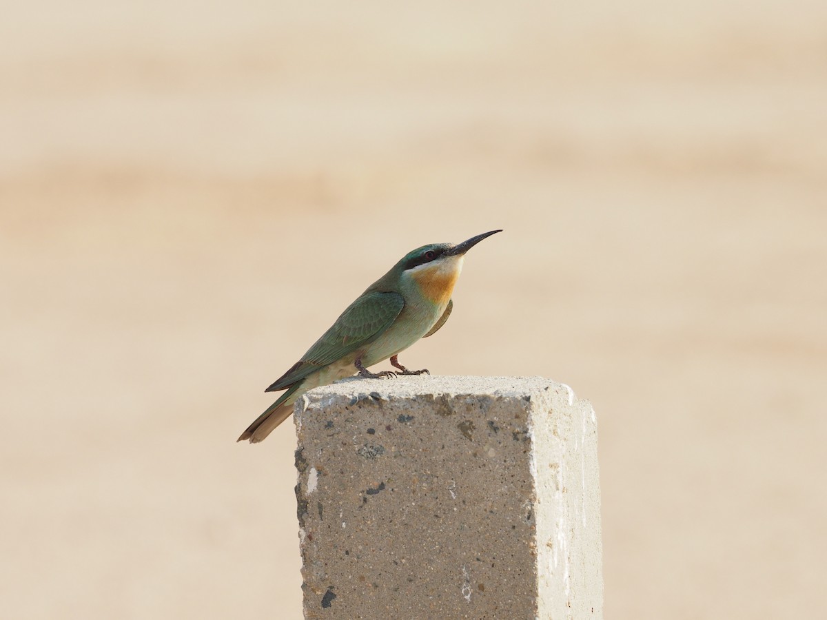 Зелёная щурка - ML644798854