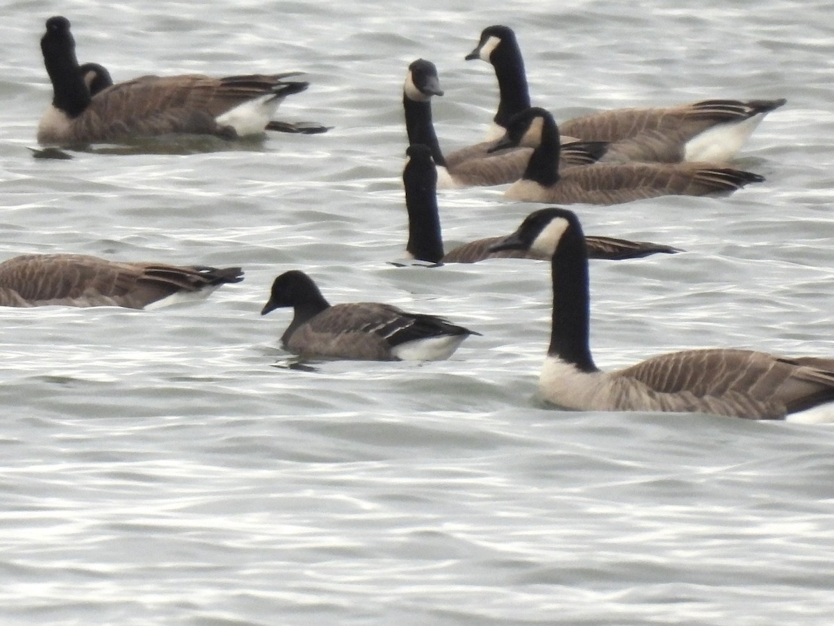 Brant - ML644798858