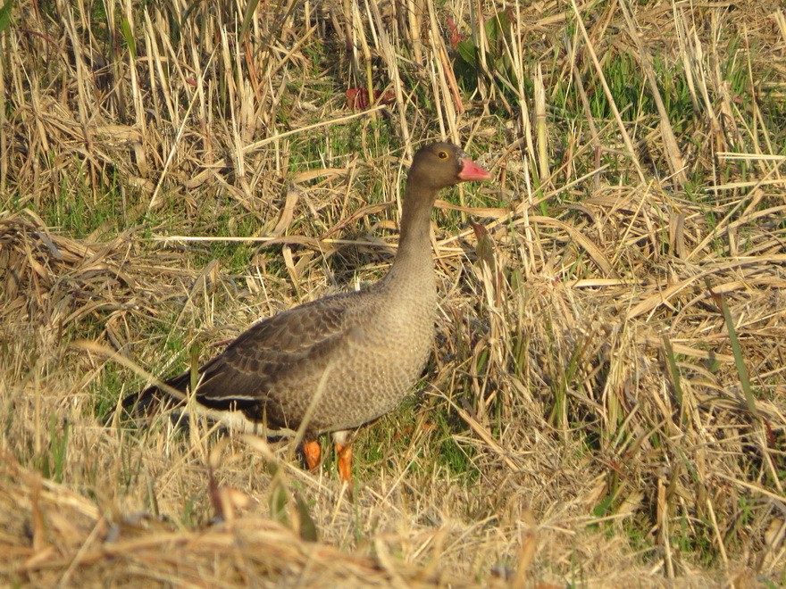 אווז קטן - ML644798859