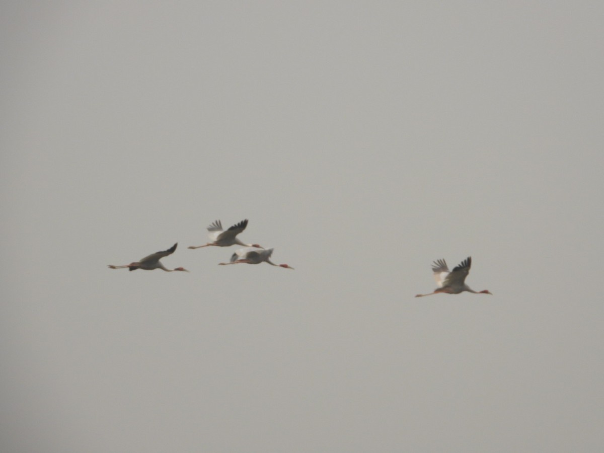 Sarus Crane - ML644798870