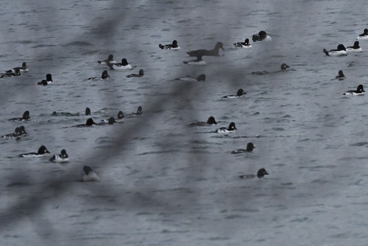 Исландский гоголь - ML644798876