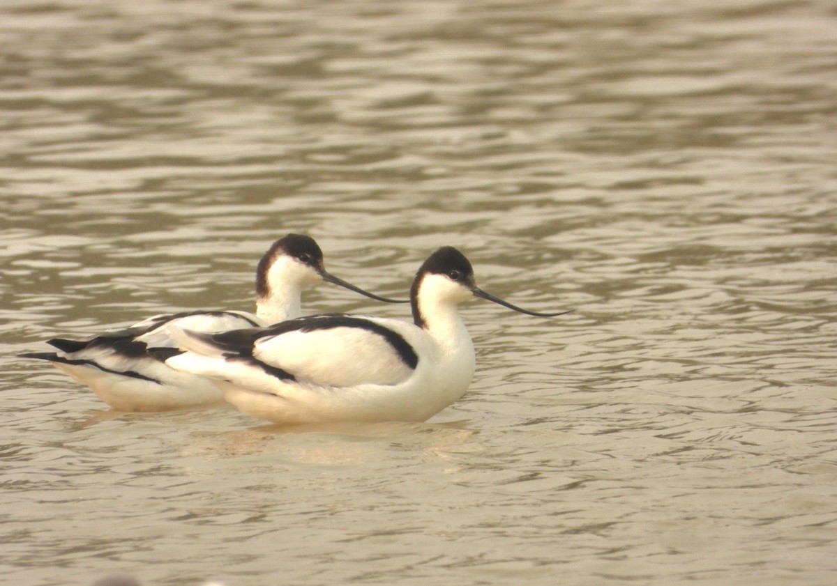Pied Avocet - ML644798886