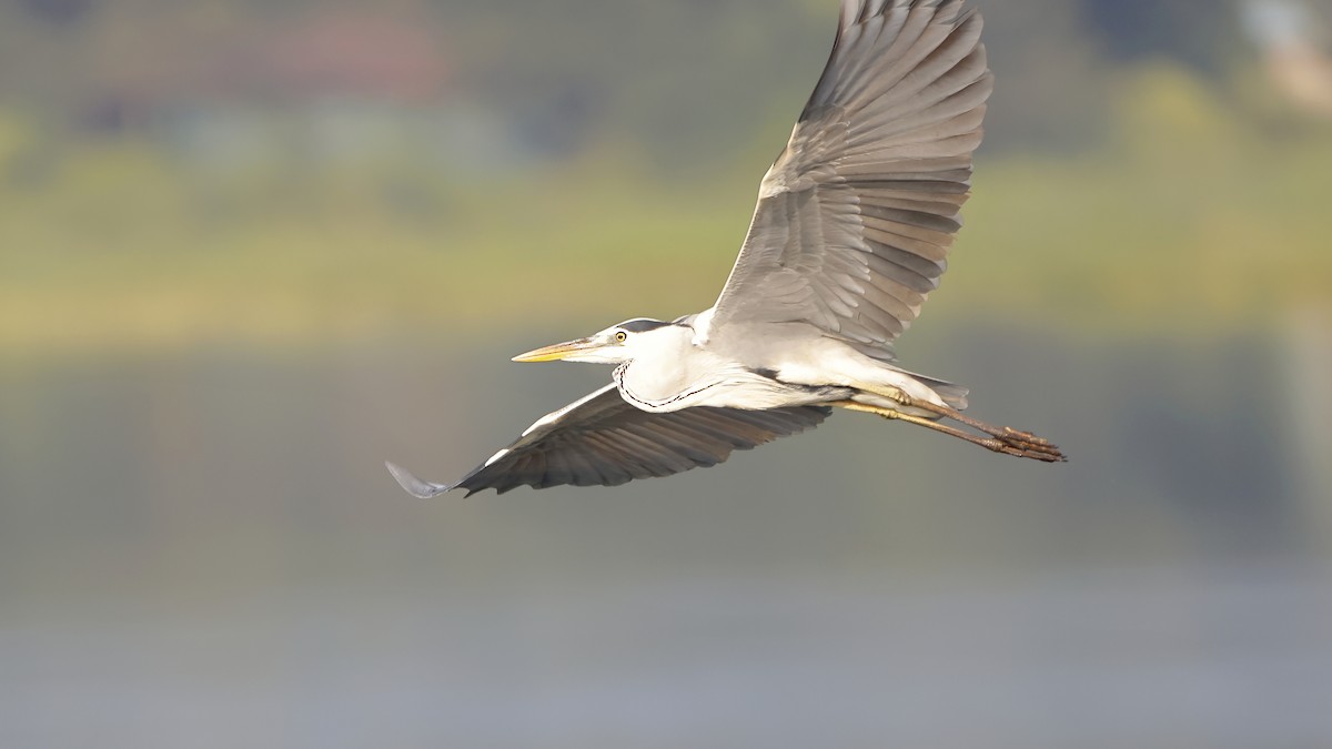 蒼鷺 - ML644798887