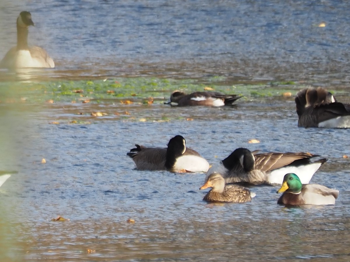 Свищ американський - ML644798888