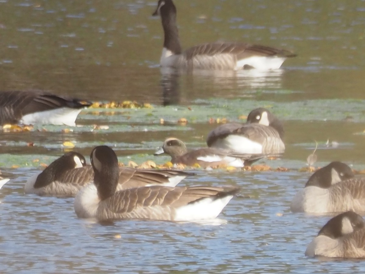 Свищ американський - ML644798889