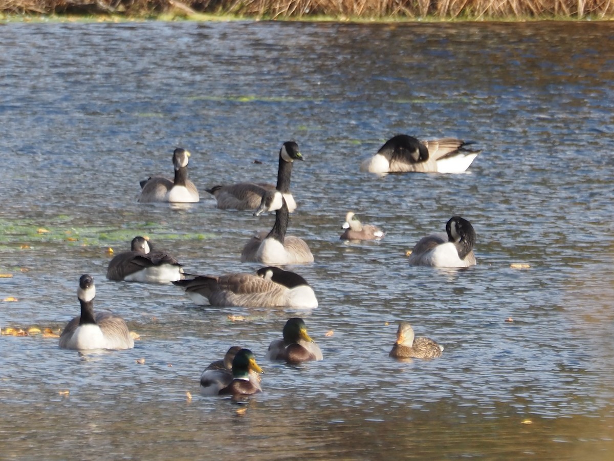 Свищ американський - ML644798890