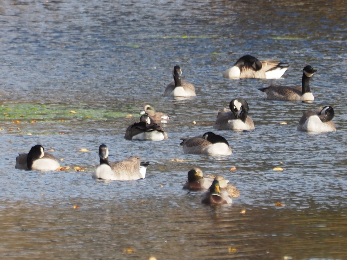 Свищ американський - ML644798891