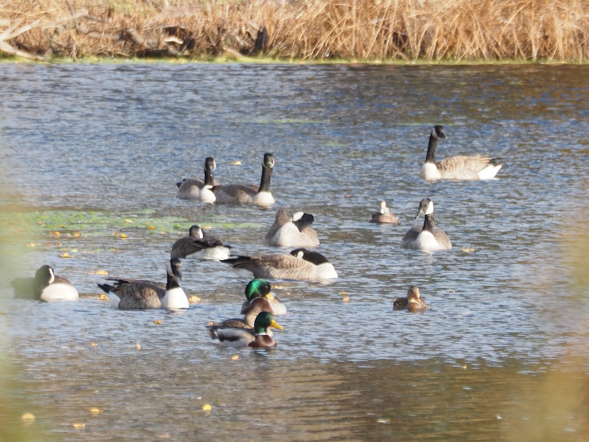 Свищ американський - ML644798892