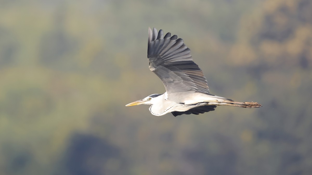 蒼鷺 - ML644798895