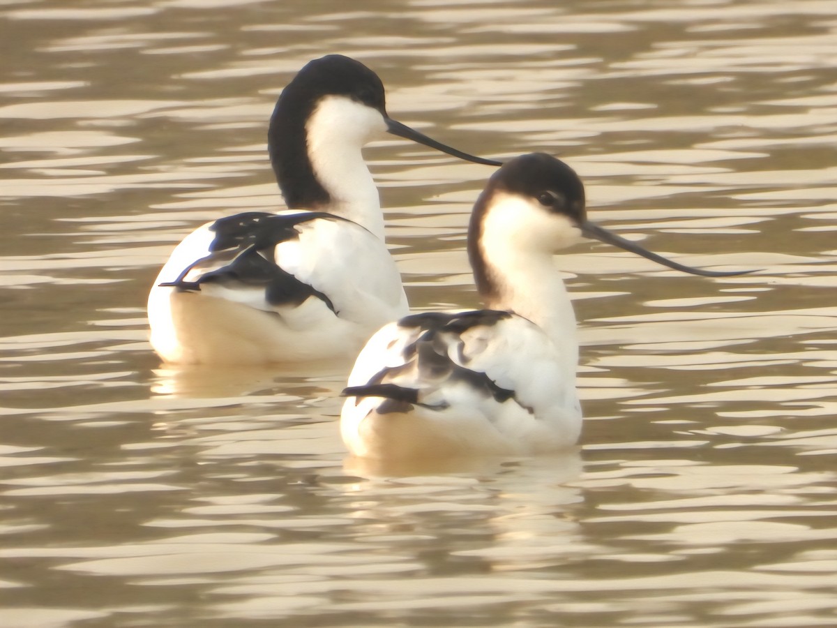 Pied Avocet - ML644798896