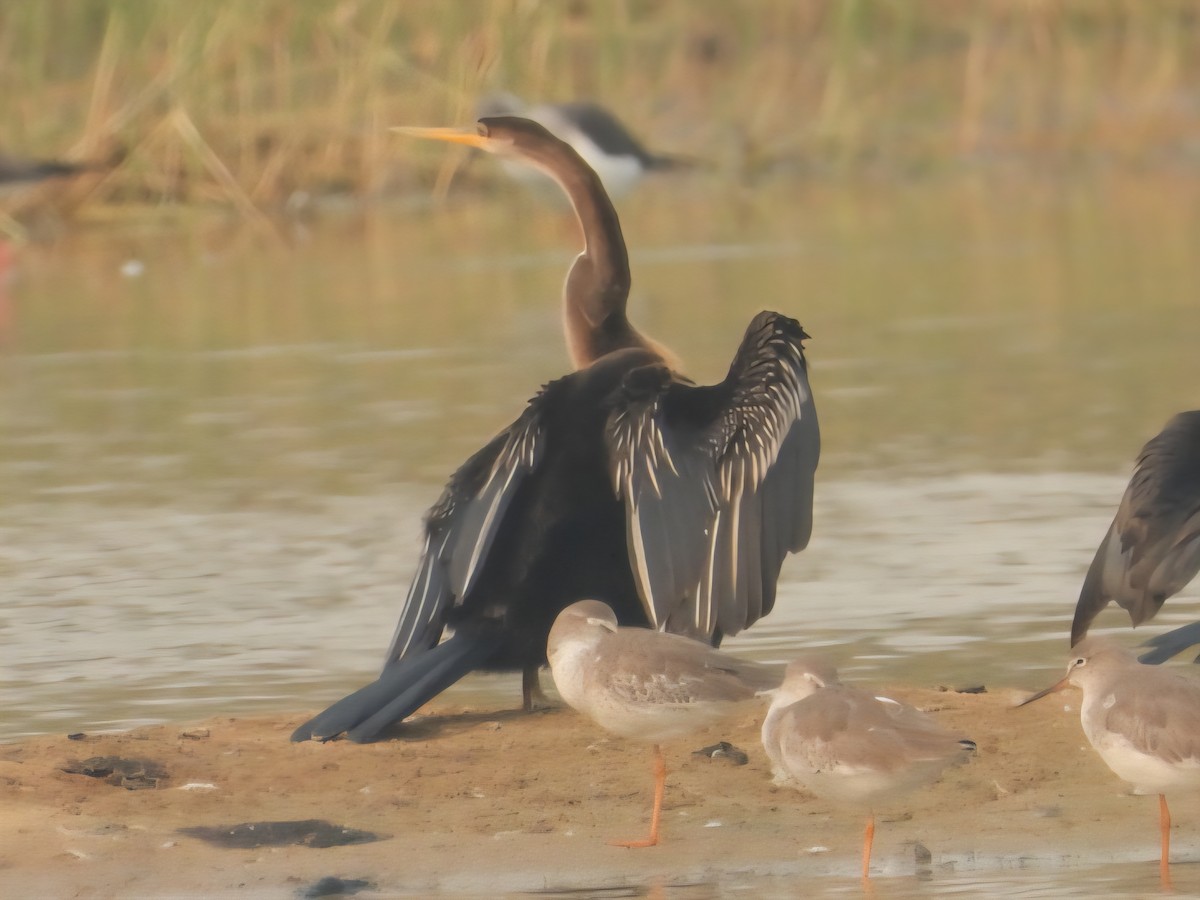 orientslangehals - ML644798920