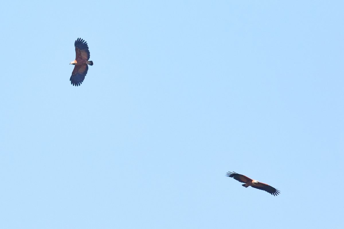 Black-collared Hawk - ML644798922